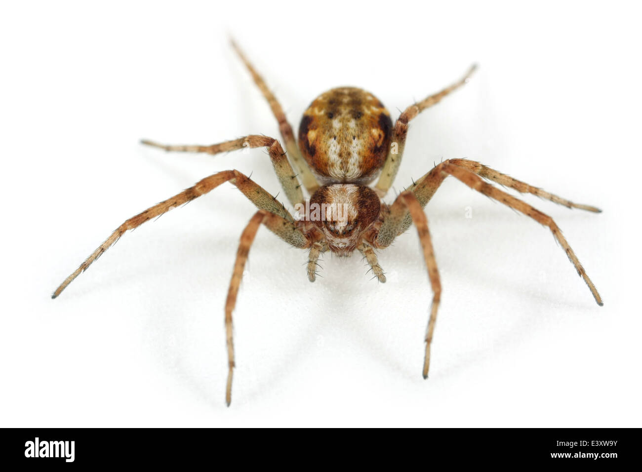 Weibliche Rasen laufen-Spider (Philodromus Cespitum), Teil der Familie Philodromidae - Running Krabben Spinnen. Isoliert auf weiss. Stockfoto