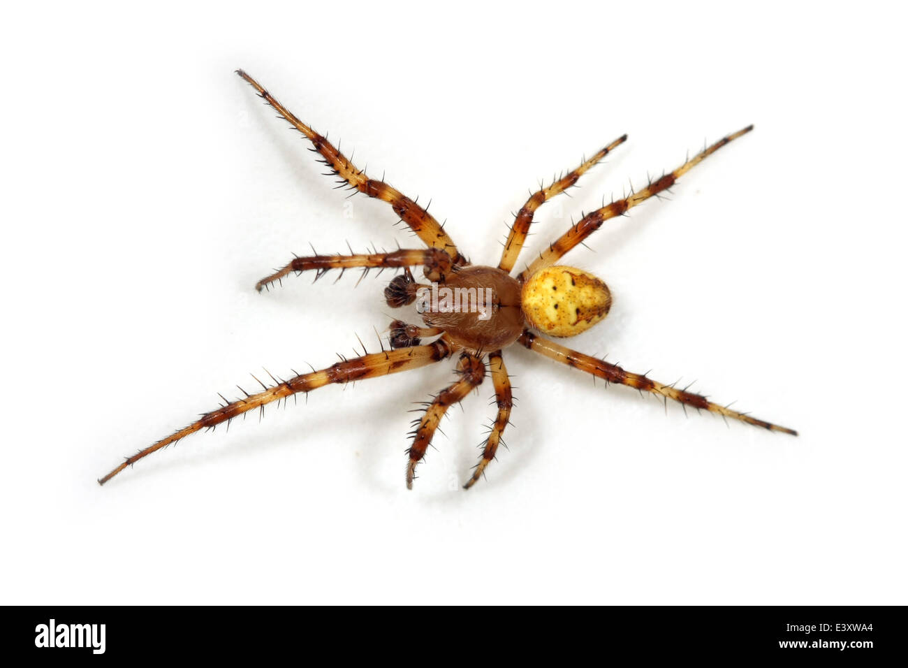 Männliche vier-Ort orb Weaver (Araneus Quadratus) Teil der Familie Araneidae - Orbweavers. Stockfoto