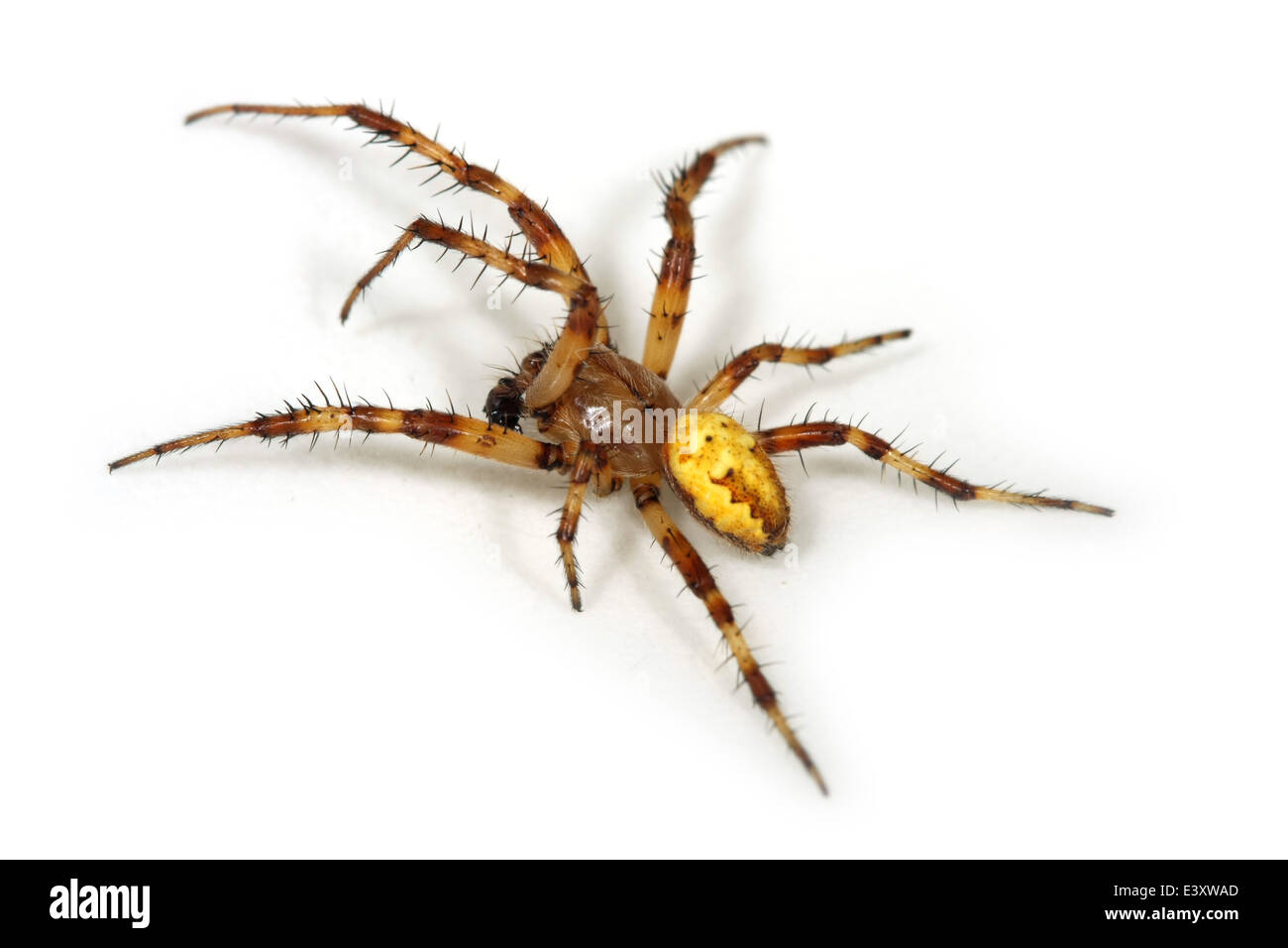 Männliche vier-Ort orb Weaver (Araneus Quadratus) Teil der Familie Araneidae - Orbweavers. Stockfoto