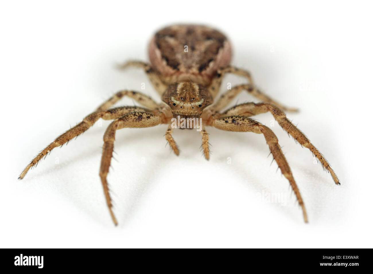 Weibliche Xysticus Cristatus Spinne, Teil der Familie Thomisidae - Krabben Spinnen. Isoliert auf weißem Hintergrund. Stockfoto
