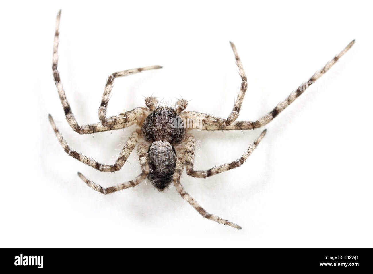 Flechten Running-Spider (Philodromus Margaritatus), Teil der Familie Philodromidae - Running Krabben Spinnen. Stockfoto