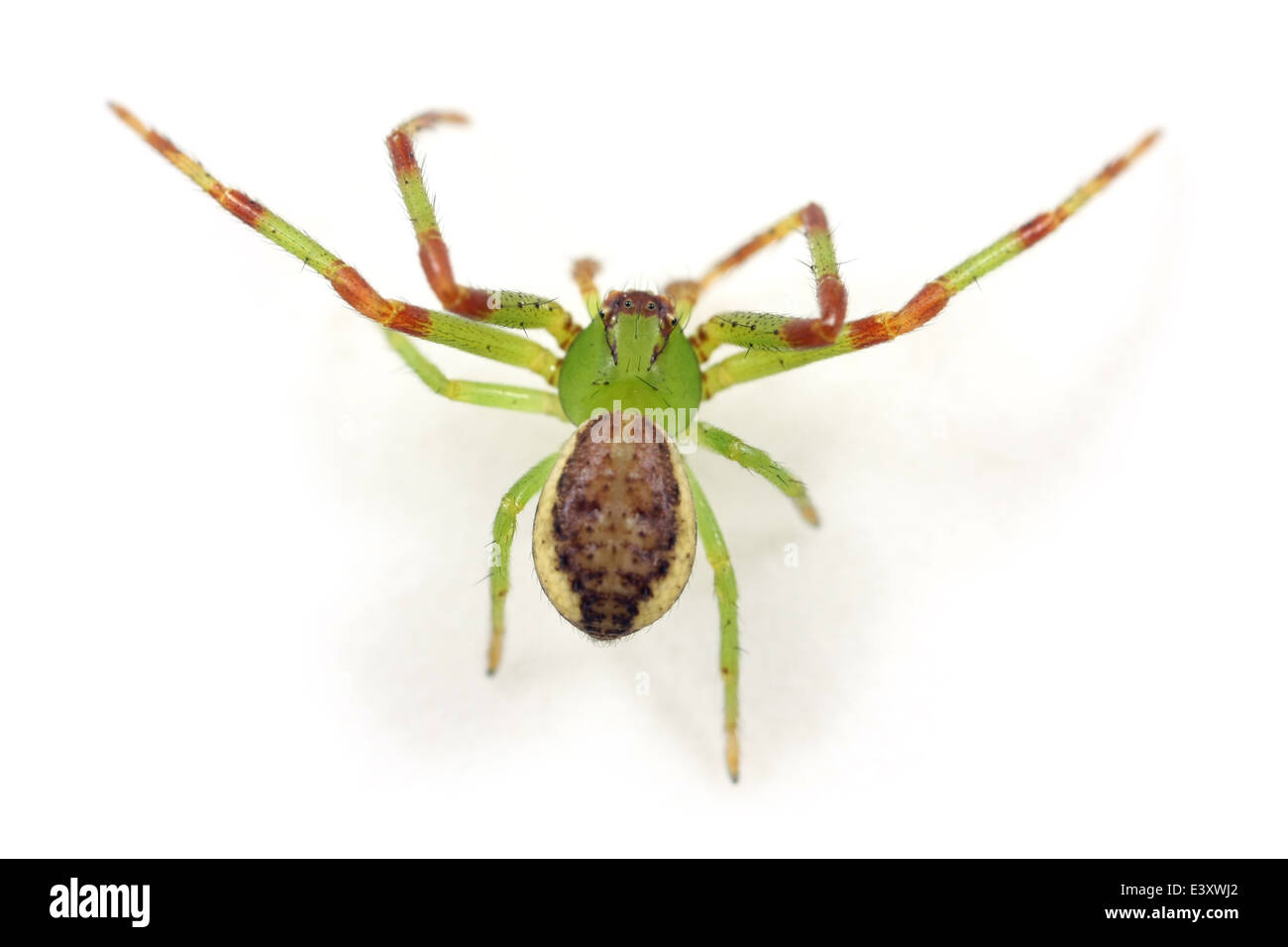 Männliche Diaea Dorsata Spinne, Teil der Familie Thomisidae (Krabben Spinnen). Isoliert auf weißem Hintergrund. Stockfoto