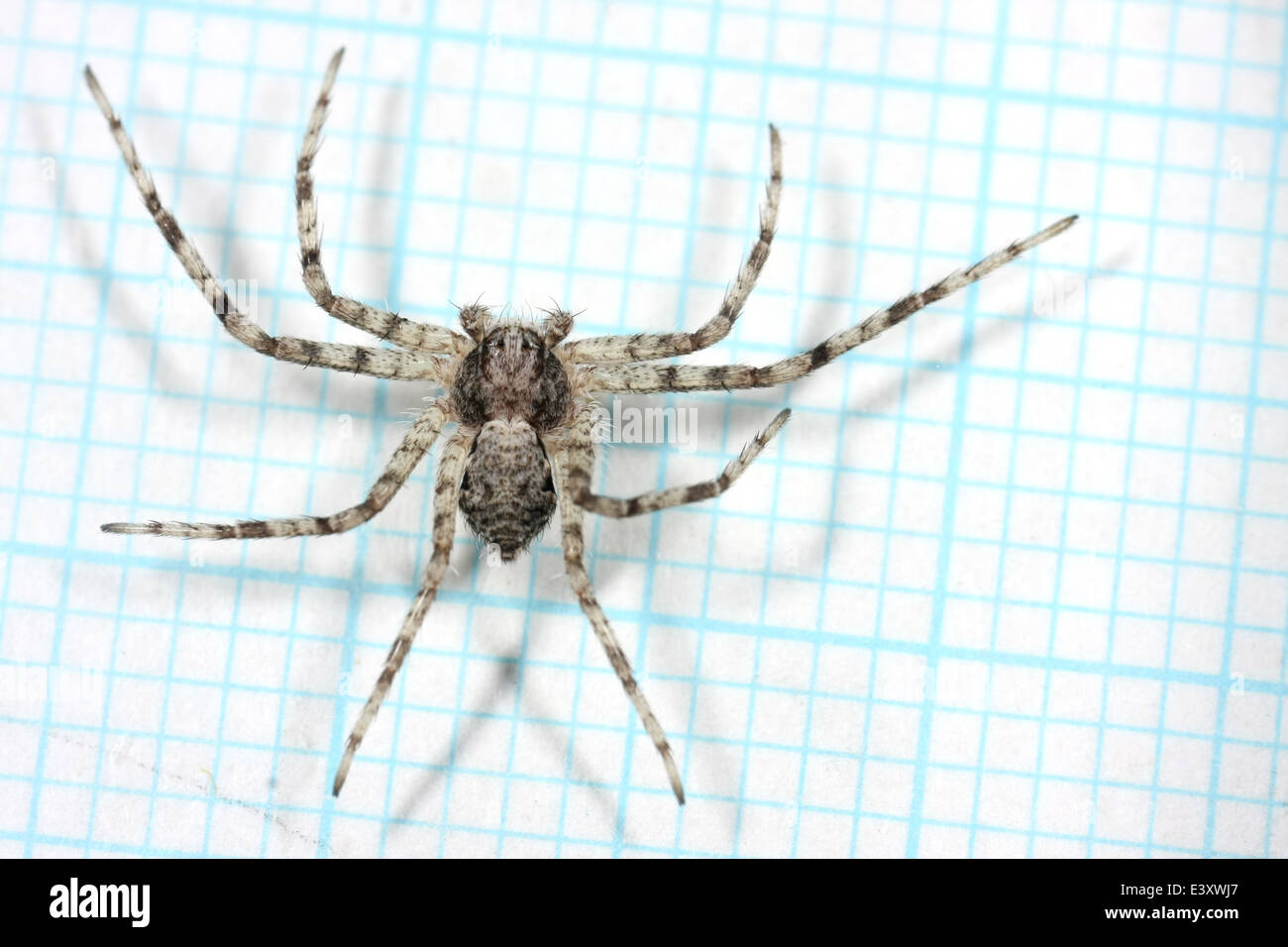 Flechten Running-Spider (Philodromus Margaritatus), Teil der Familie Philodromidae - Running Krabben Spinnen. Gemessen auf mm-Papier Stockfoto