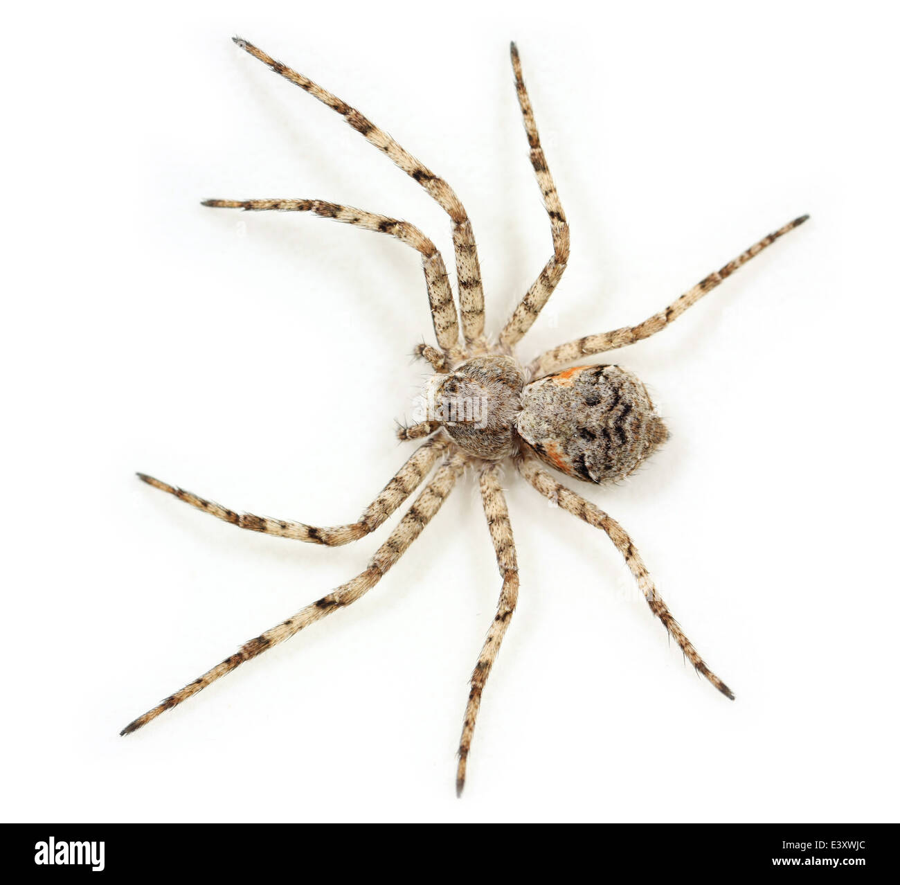 Flechten Running-Spider (Philodromus Margaritatus), Teil der Familie Philodromidae - Running Krabben Spinnen. Stockfoto