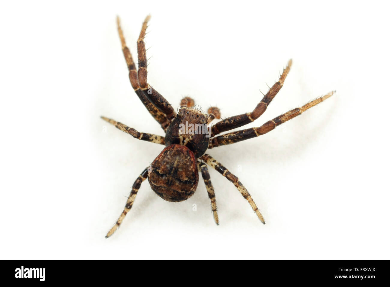Männliche Xysticus Audax Spinne, Teil der Familie Thomisidae - Krabben Spinnen. Isoliert auf weißem Hintergrund. Stockfoto