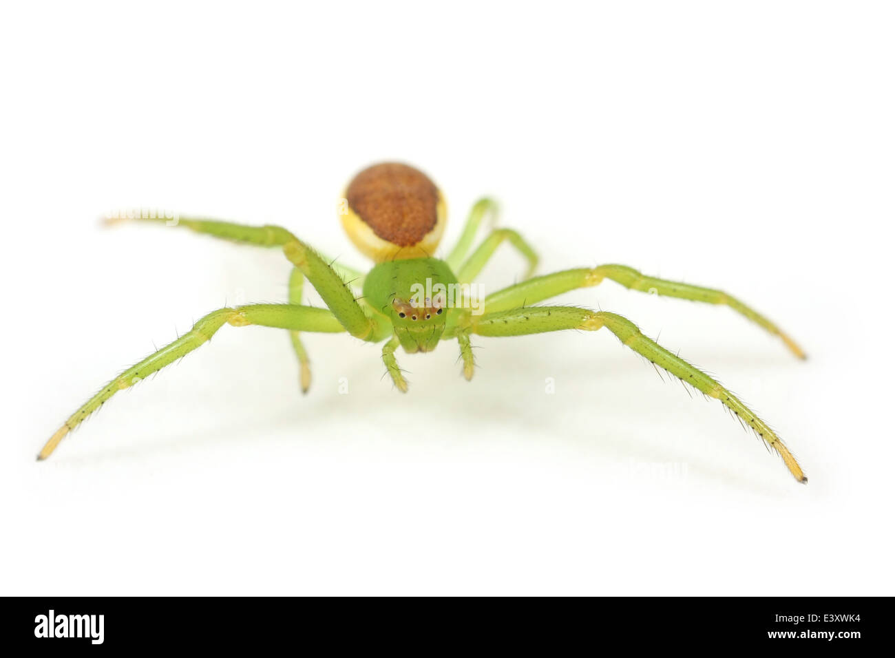Weibliche Diaea Dorsata Spinne, Teil der Familie Thomisidae (Krabben Spinnen). Isoliert auf weißem Hintergrund. Stockfoto