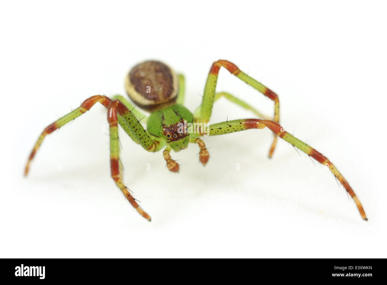 Männliche Diaea Dorsata Spinne, Teil der Familie Thomisidae (Krabben Spinnen). Isoliert auf weißem Hintergrund. Stockfoto