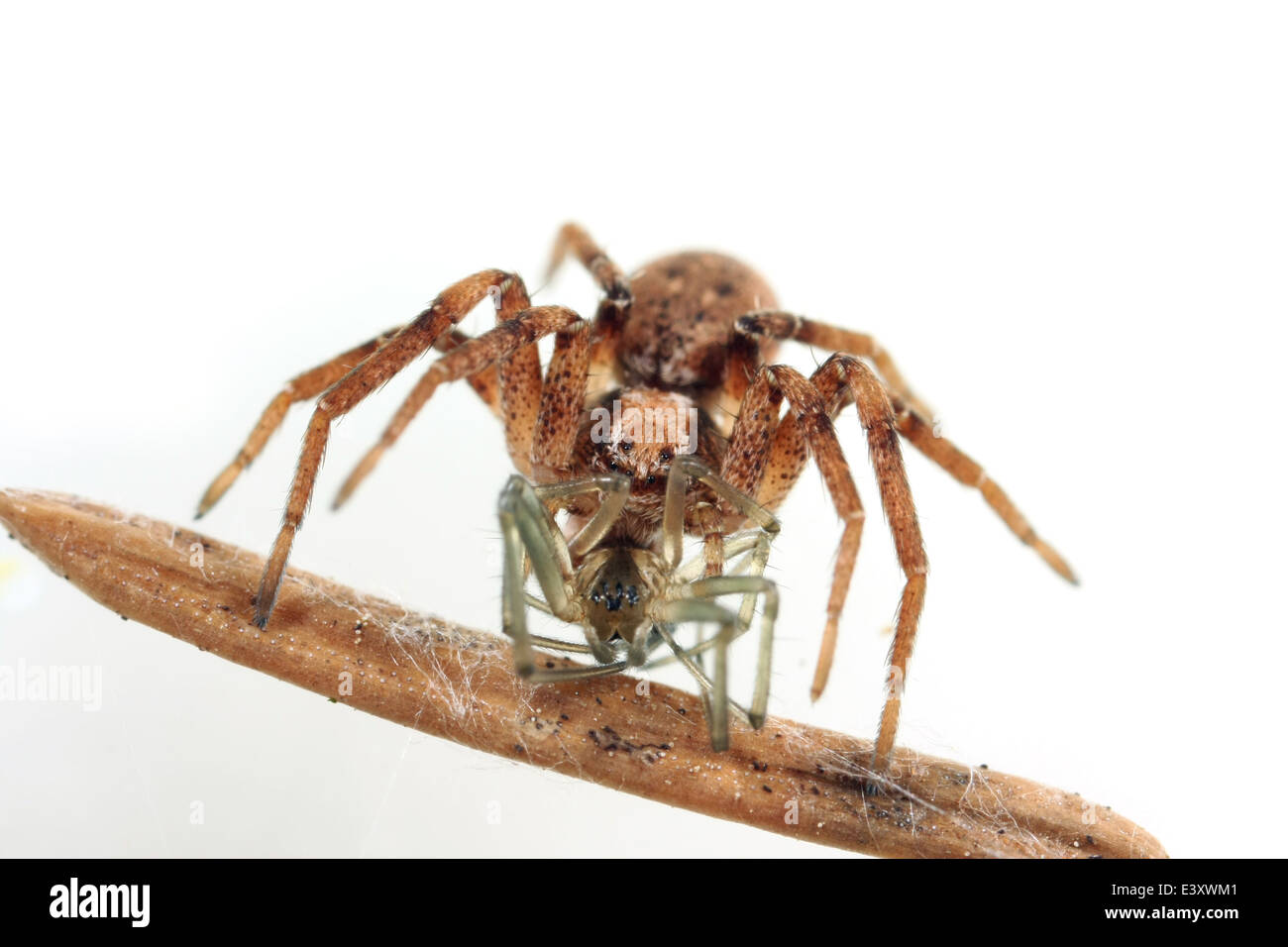 Weibliche Philodromus sp Spinne, Teil der Familie Philodromidae - Running Krabben Spinnen. Haben Sie eine weitere Spinne als Beute. Stockfoto
