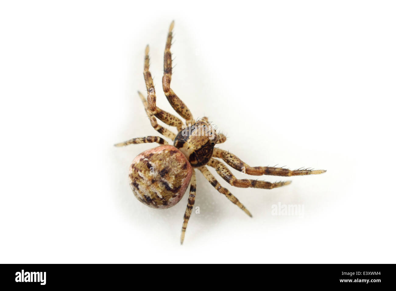 Weibliche Xysticus Audax Spinne, Teil der Familie Thomisidae - Krabben Spinnen. Isoliert auf weißem Hintergrund. Stockfoto