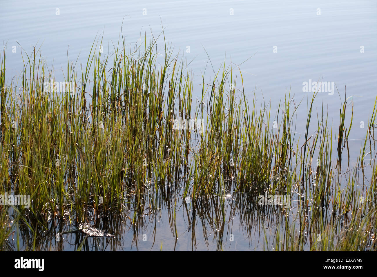 Wasserpflanze Unkraut Ufer und ruhigen Wasser Oberfläche closeup Stockfoto