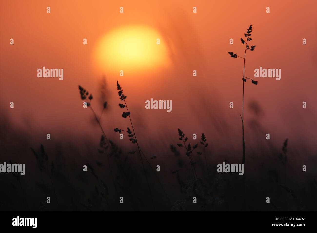 Nebligen Sonnenuntergang auf der Wiese. Europa Stockfoto