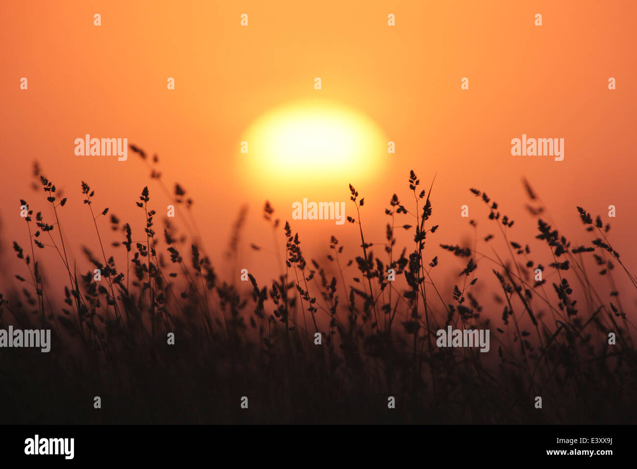 Nebligen Sonnenuntergang auf der Wiese. Europa Stockfoto