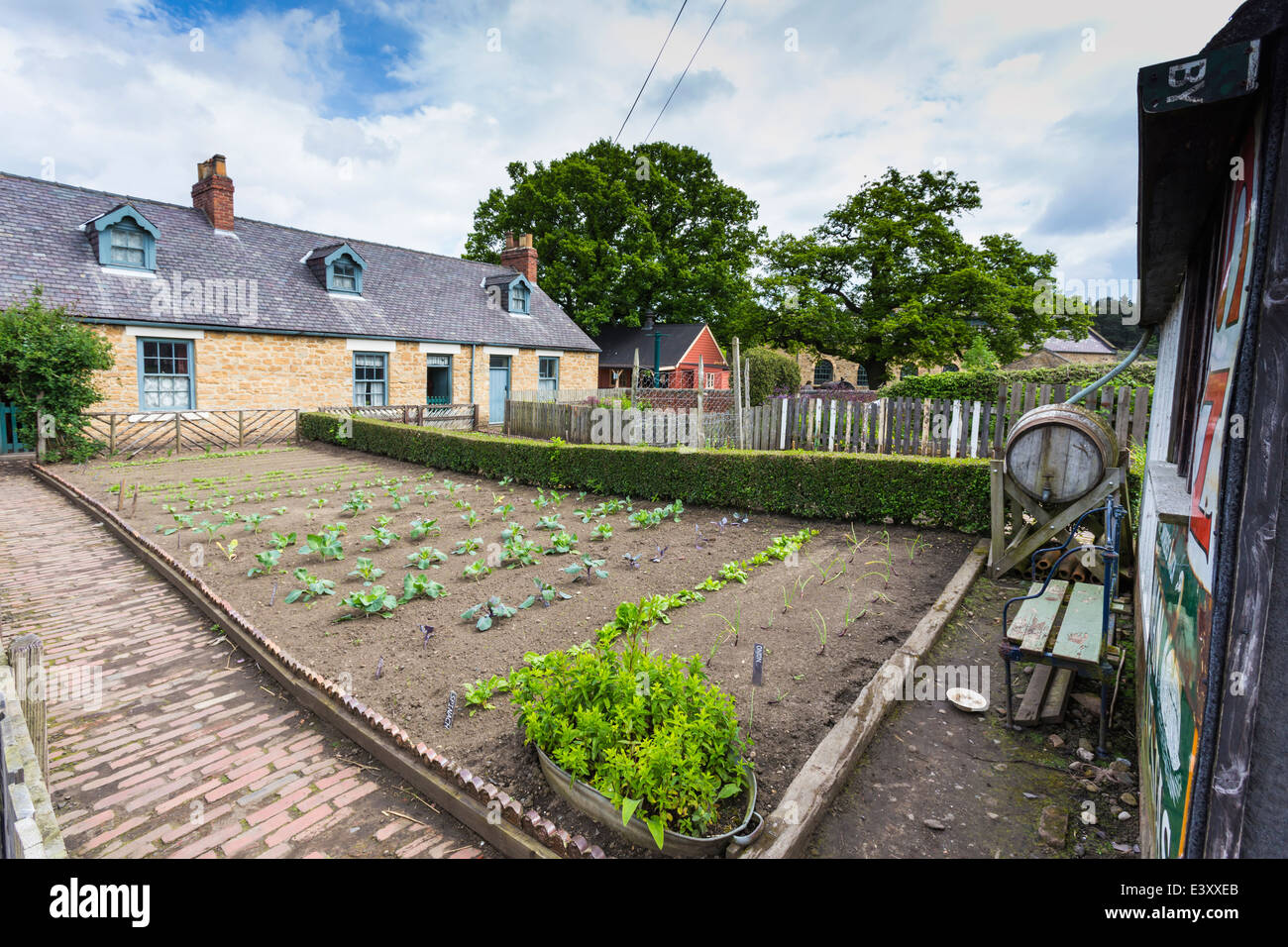 Reihe von terrassenförmig angelegten Bergleute Cottages mit Gemüsegärten im Beamish lebendigen Freilichtmuseum Stockfoto