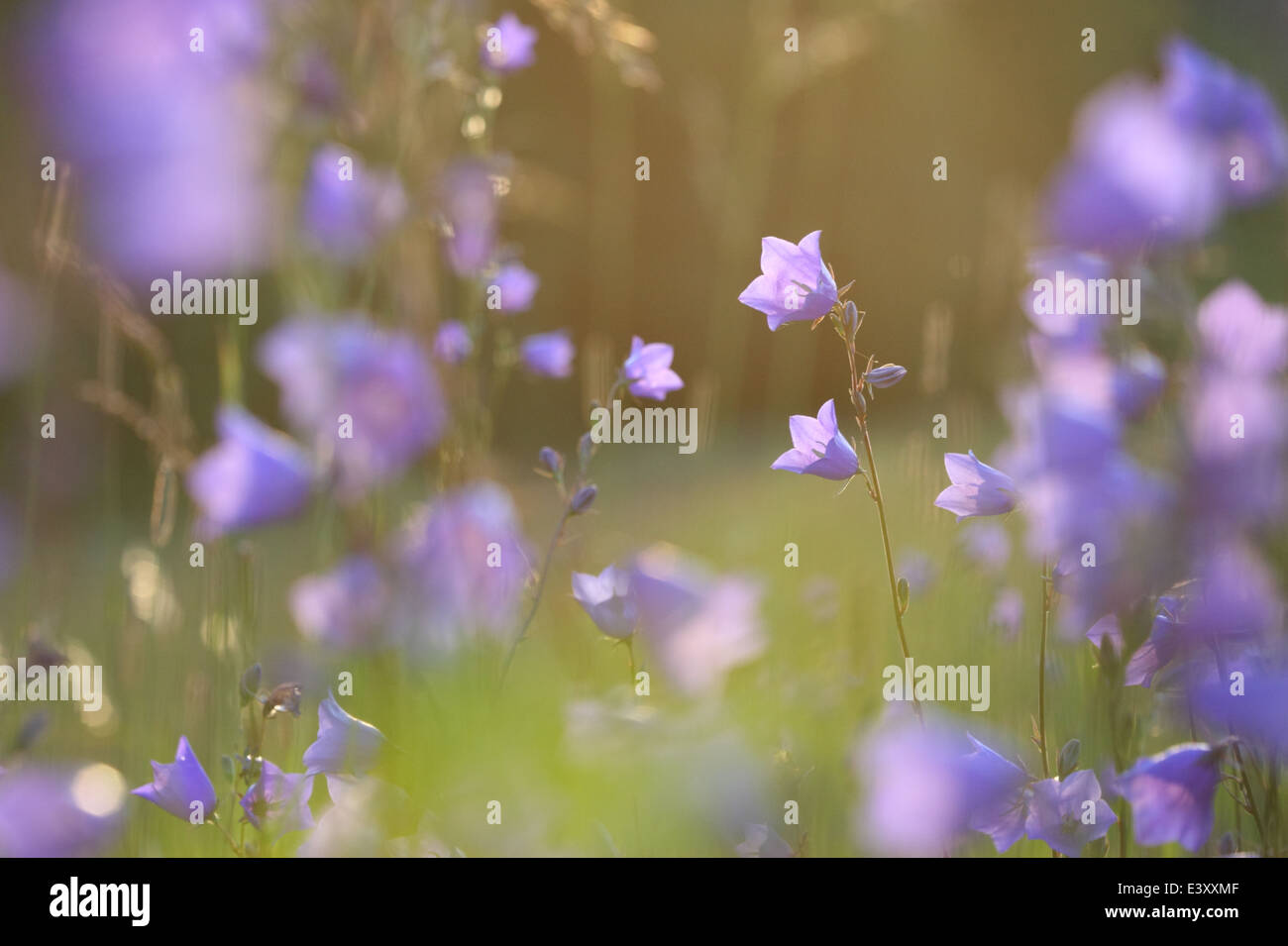 Wilder Pfirsich blättrige Glockenblume (Campanula Persicifolia), Europa Stockfoto