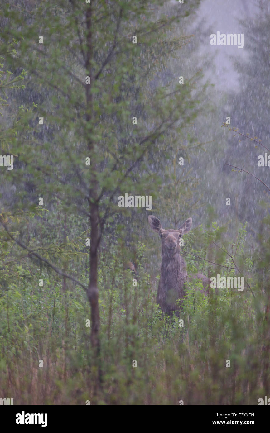 Europäischer Elch (Alces Alces) bei starken Regenfällen. Estland Stockfoto