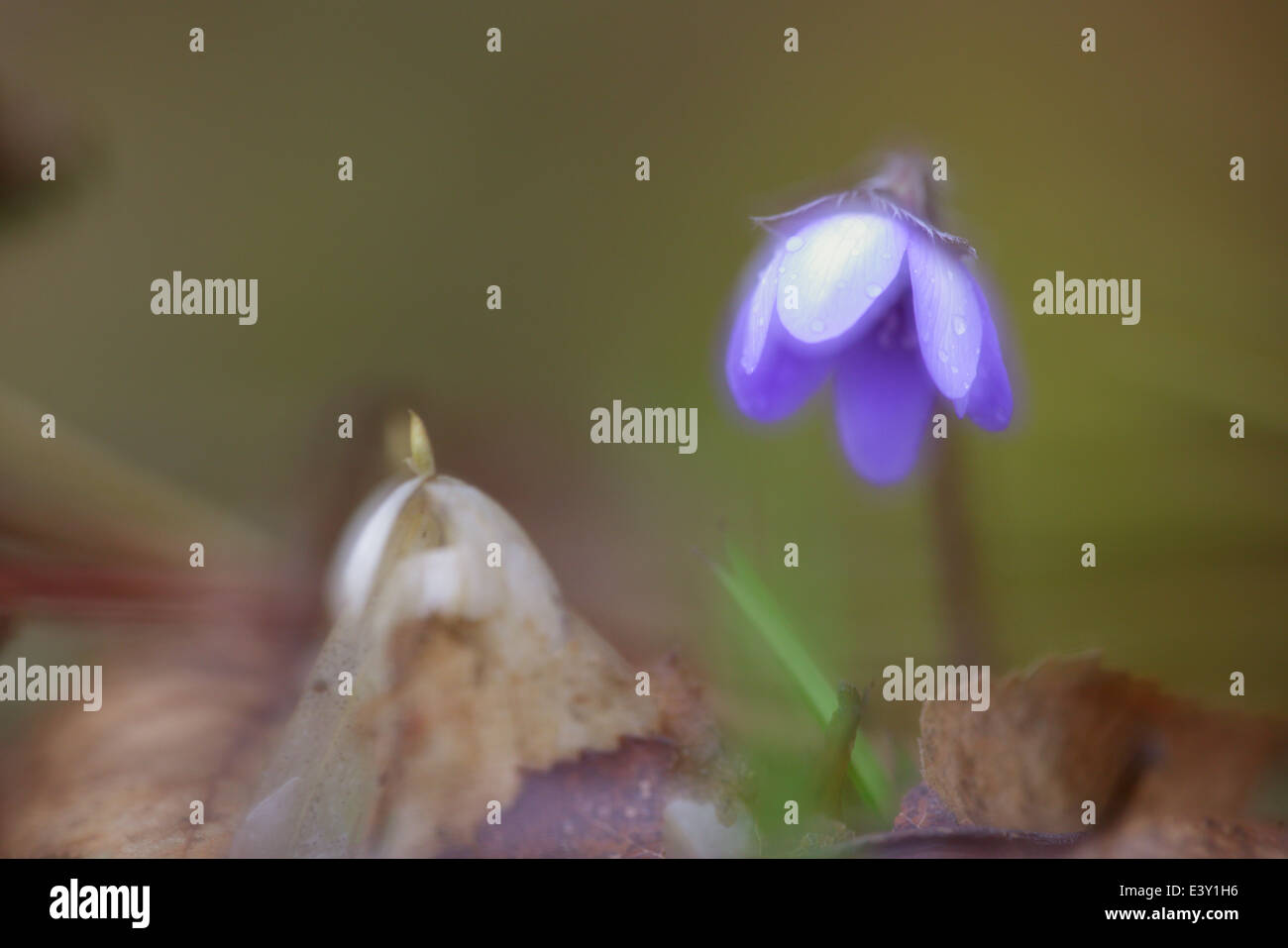 Leberblümchen (Hepatica Nobilis) Blume nach dem Regen im Frühling. Europa Stockfoto