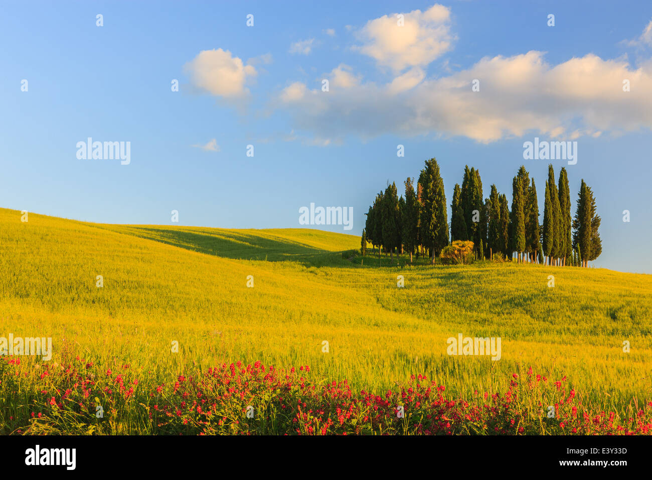 Kreis von Zypressen in der Nähe von Torrenieri im Herzen der Toskana, Italien Stockfoto