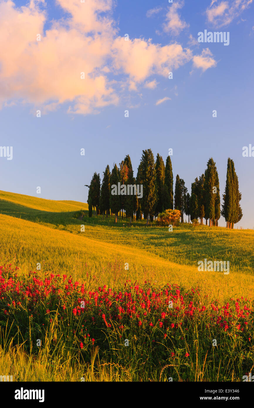 Kreis von Zypressen in der Nähe von Torrenieri im Herzen der Toskana, Italien Stockfoto