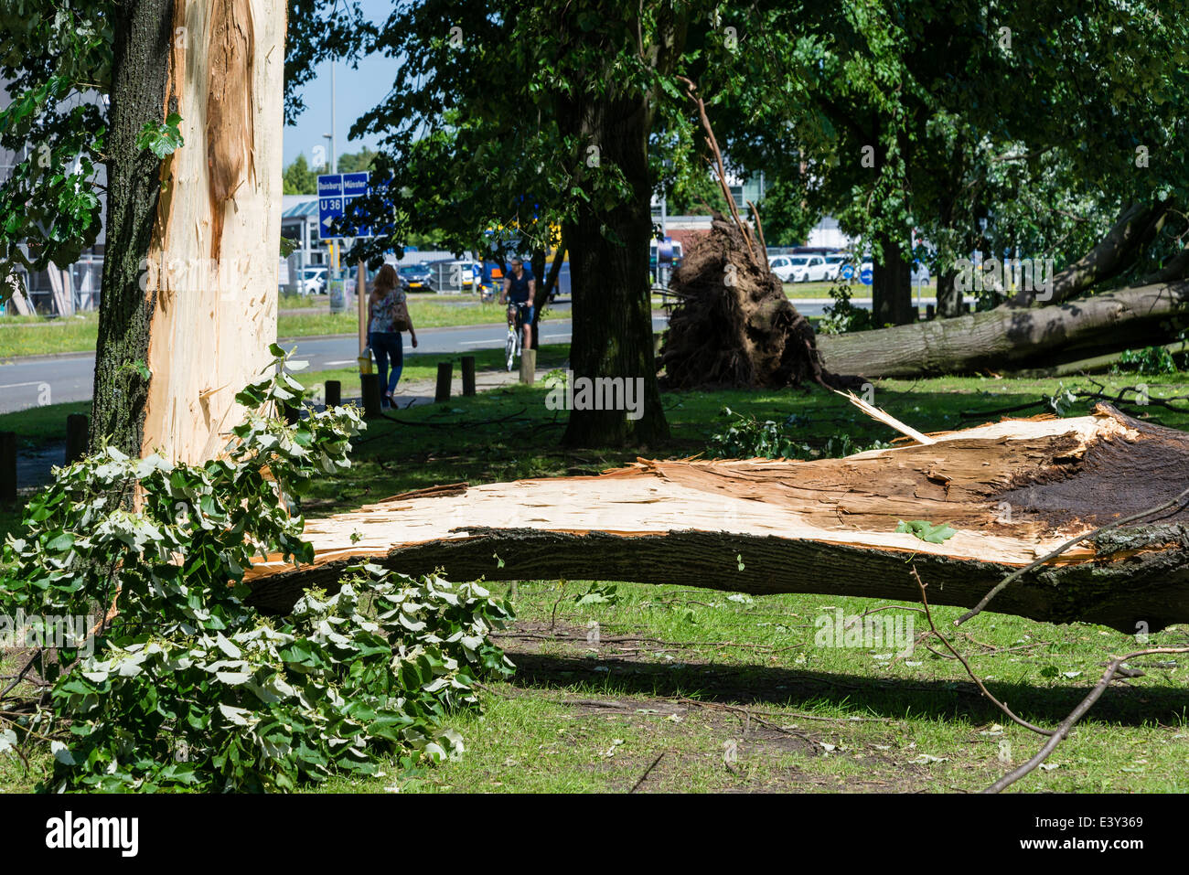 Umgestürzte Bäume zu legen, in einem Park in Herne, Ruhrgebiet, Westdeutschland nach einem schweren Gewitter am Abend des 9. Juni 2014 Stockfoto