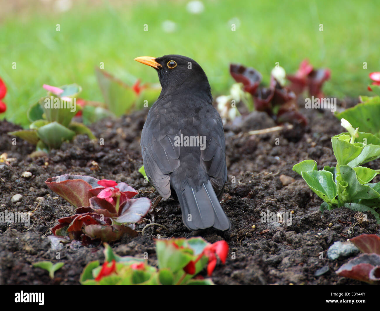 Ein einsamer Eurasischer Amsel (Turdus merula) in einem Gartenbett Stockfoto