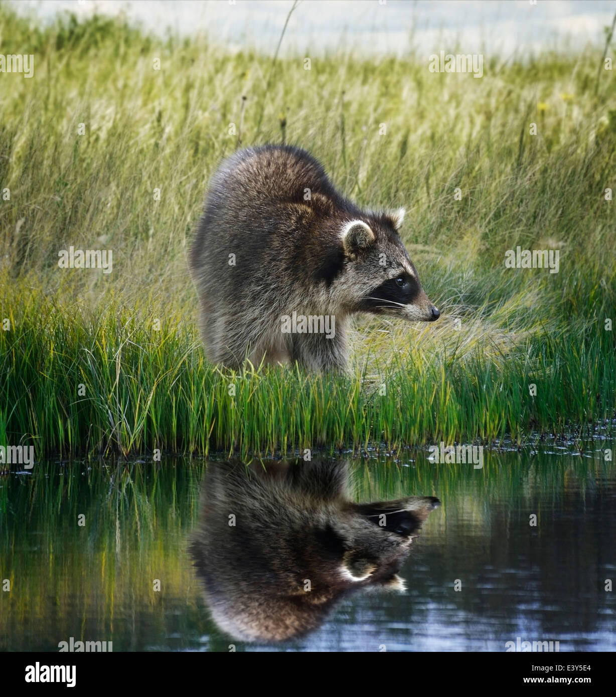Waschbär auf grasbewachsenen Ufer mit Reflexion Stockfoto