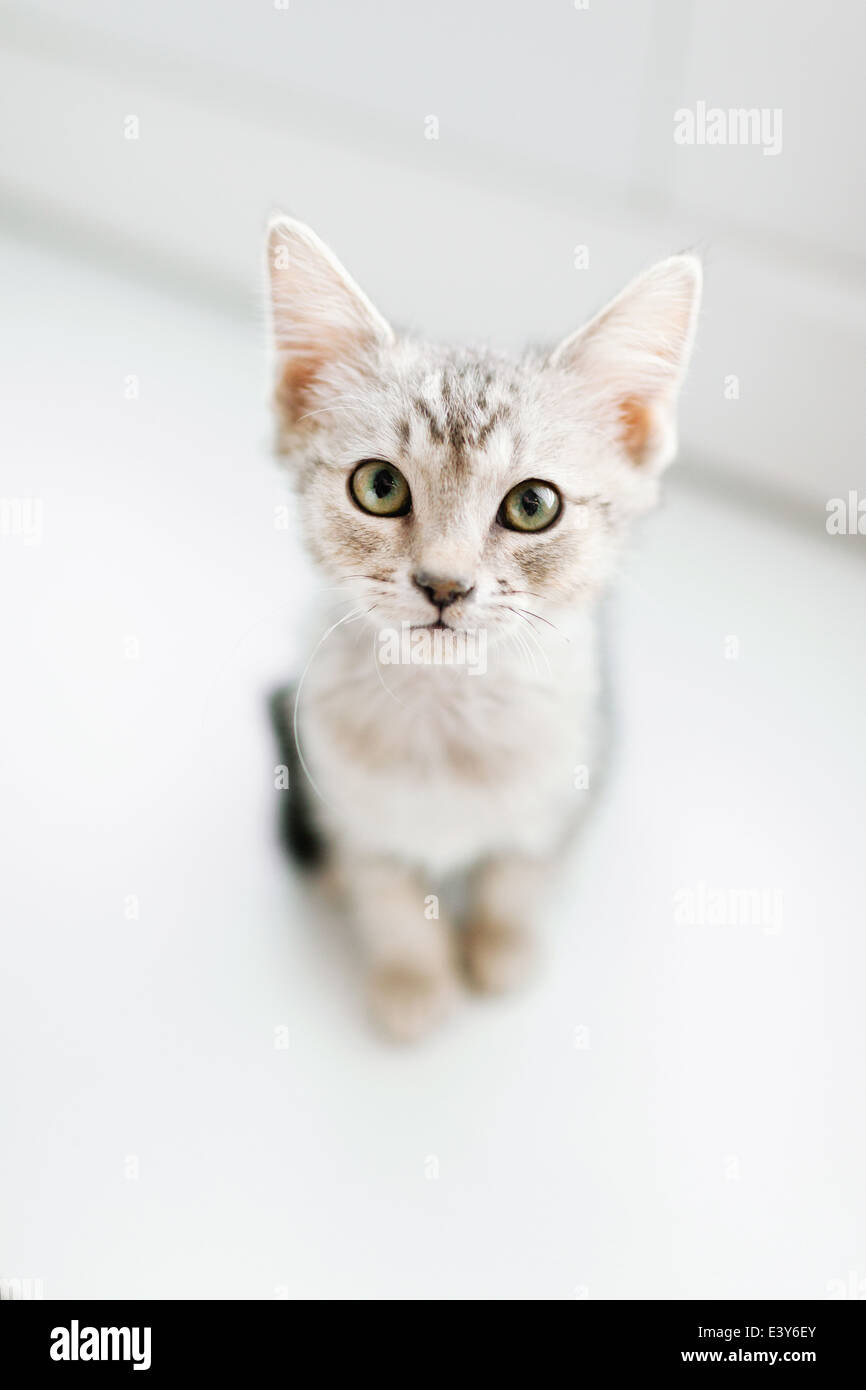 Draufsicht der Tabby Kitten auf Etage Stockfoto