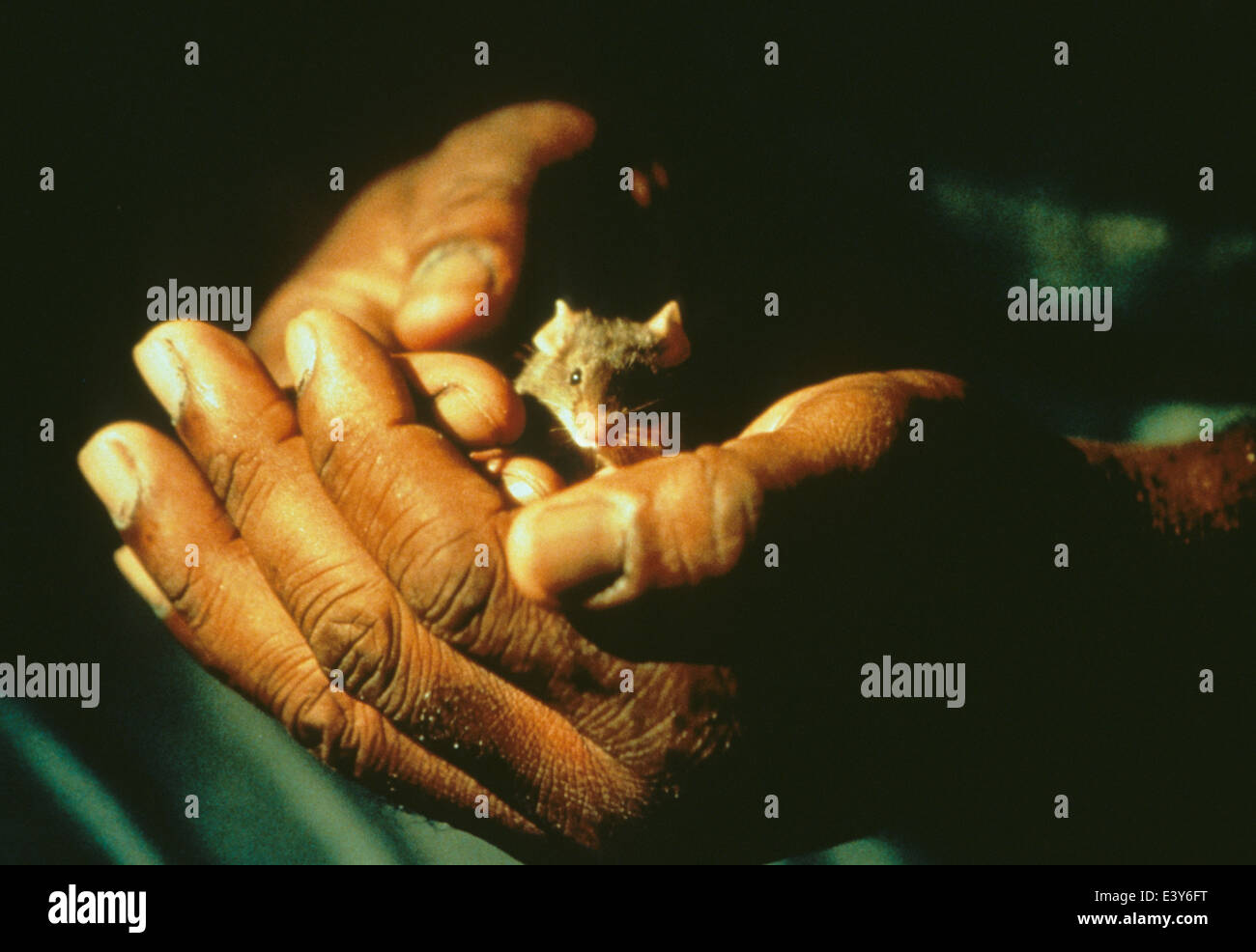 DIE GREEN MILE 1999 Castle Rock-Film mit Michael Clarke Duncan hält eine Maus Stockfoto