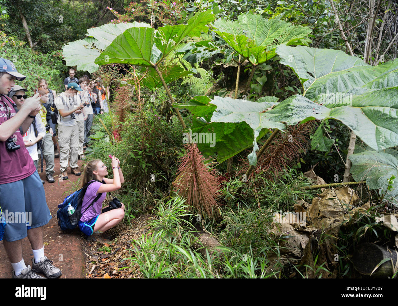 Schüler fotografieren Arme-Leute Regenschirm, Gunnera Insignis im Nebelwald, Poas Nationalpark Stockfoto