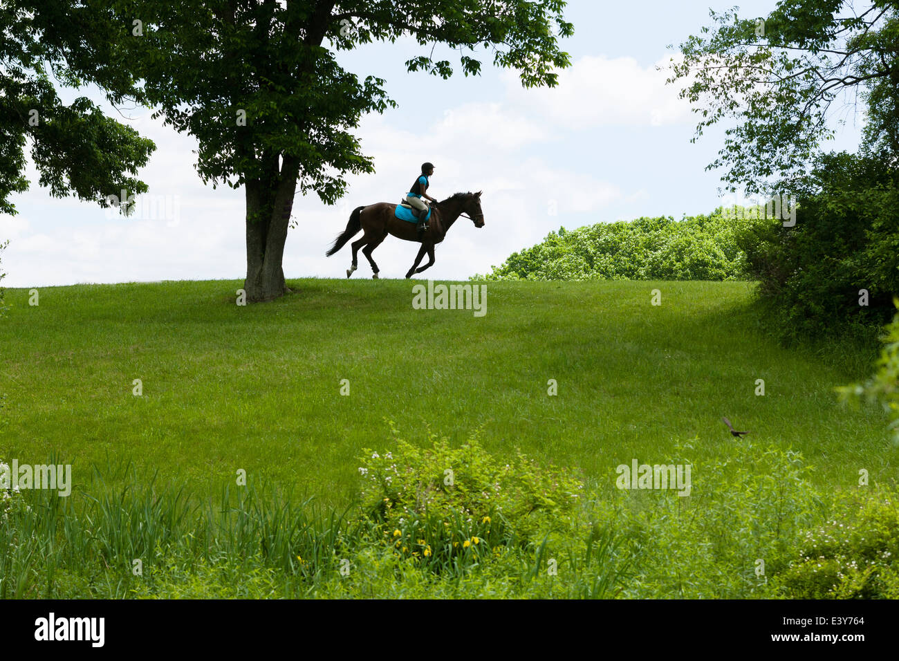 Pferd Reiter Reiten durch Feld Landschaft Stockfoto