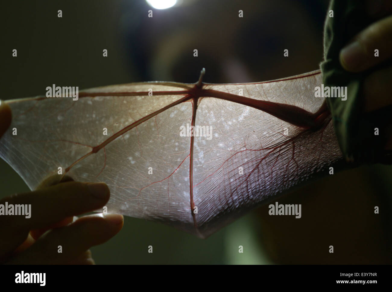 Fledermaus-Forscher mit Stirnlampe zeigt einen Fledermausflügel Stockfoto