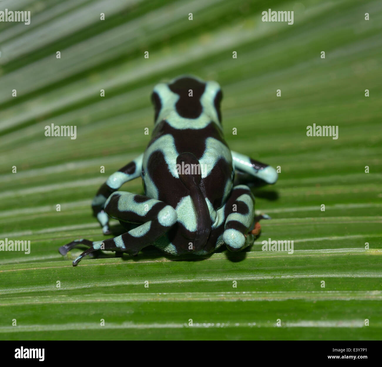 Grün und schwarz Poison Frog, Dendrobates Auratus, männliche tragenden Kaulquappe auf seinem Rücken Stockfoto