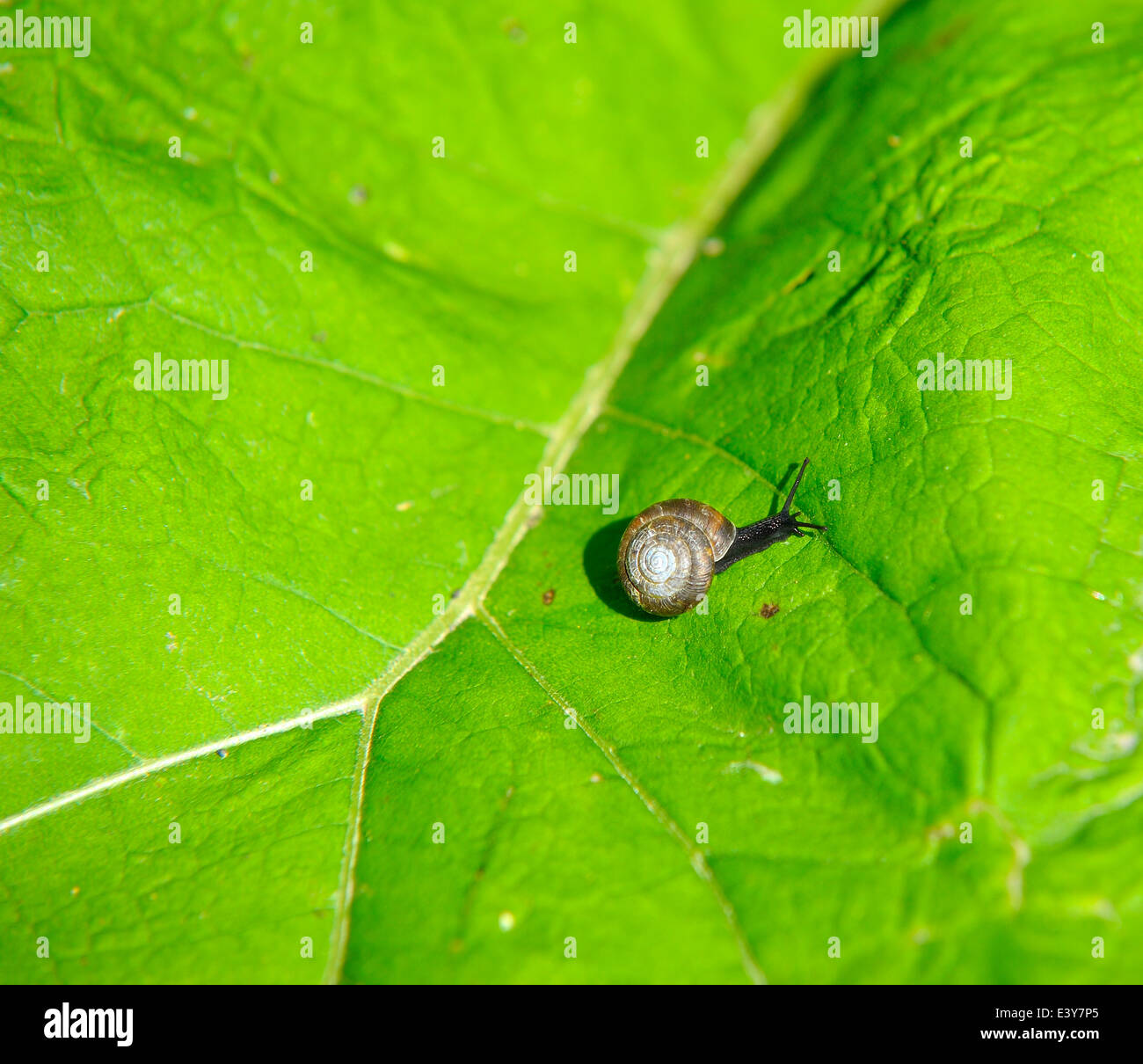 Kleine Schnecke auf einem großen Blatt Stockfoto