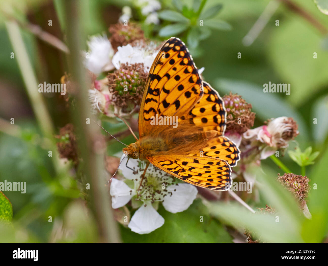 Dunkel grün Fritillary Fütterung auf Bramble Blumen. Box Hill, Dorking, Surrey, England. Stockfoto