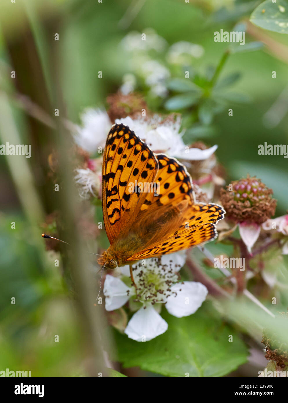 Dunkel grün Fritillary Fütterung auf Bramble Blumen. Box Hill, Dorking, Surrey, England. Stockfoto