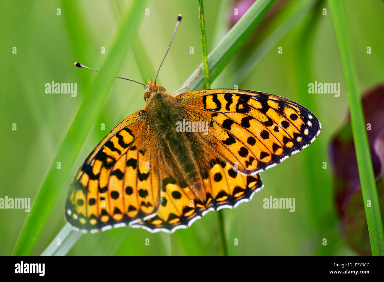 Dunkel grün Fritillary. Box Hill, Dorking, Surrey, England. Stockfoto