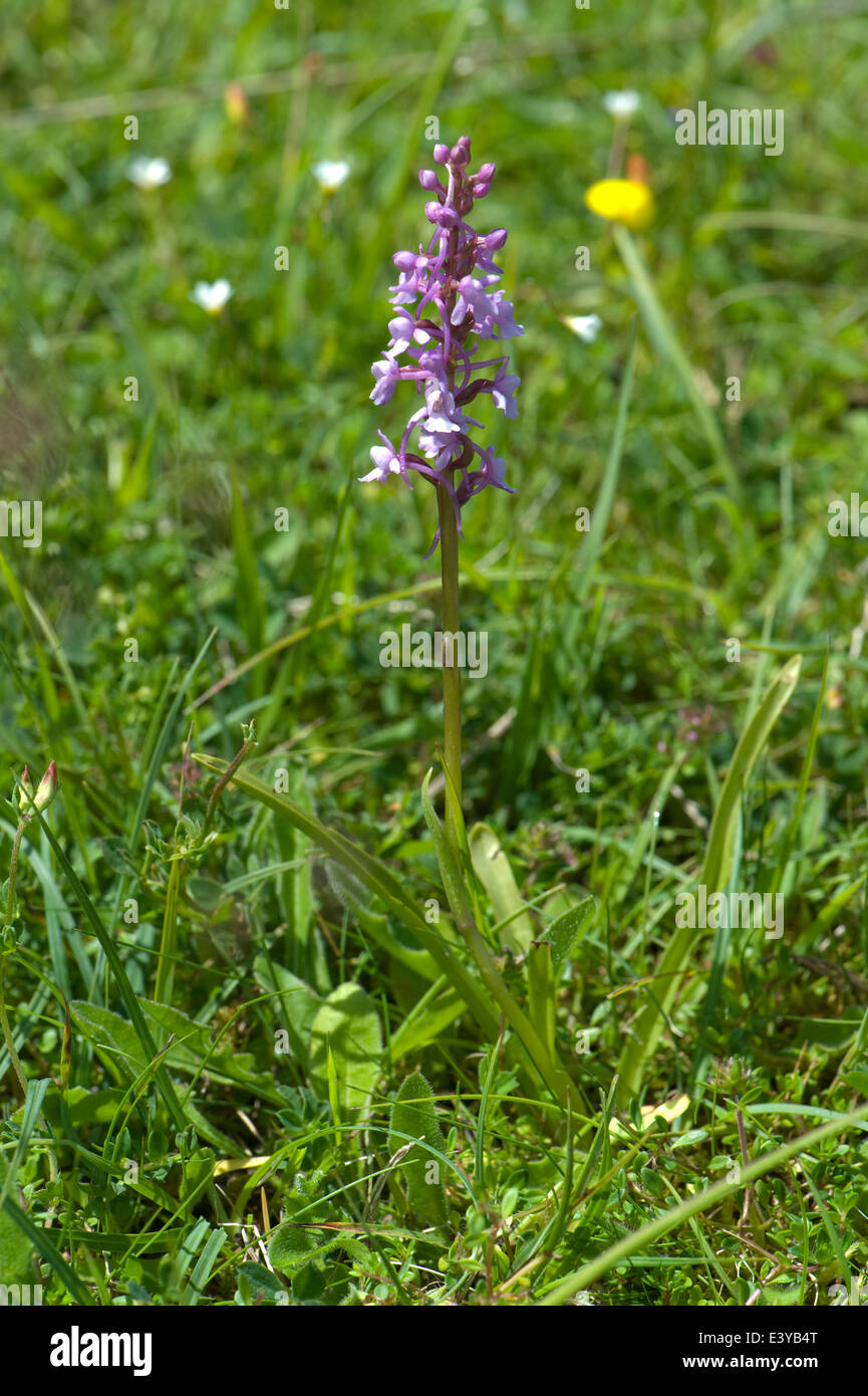 Eine duftende Orchidee Gymnadenia Conopsea, blühende Pflanzen in kurzen Kreide Grünland im Sommer Stockfoto
