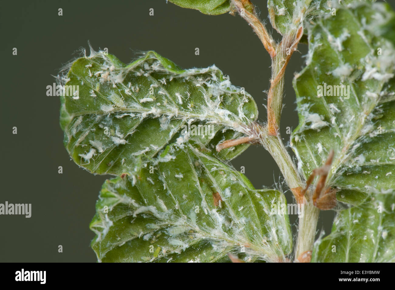 Wollige Buche Blattlaus, Phyllaphis Fagi, an der Unterseite des jungen buchen Hecke Blätter Stockfoto