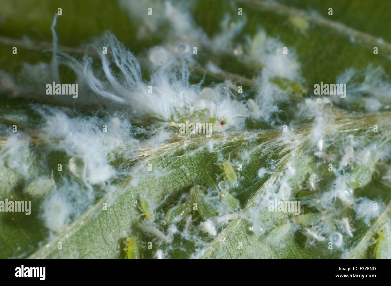 Mikrophotographie wollig Buche Blattlaus, Phyllaphis Fagi, Kolonie auf der Unterseite der jungen buchen Hecke Blätter Stockfoto