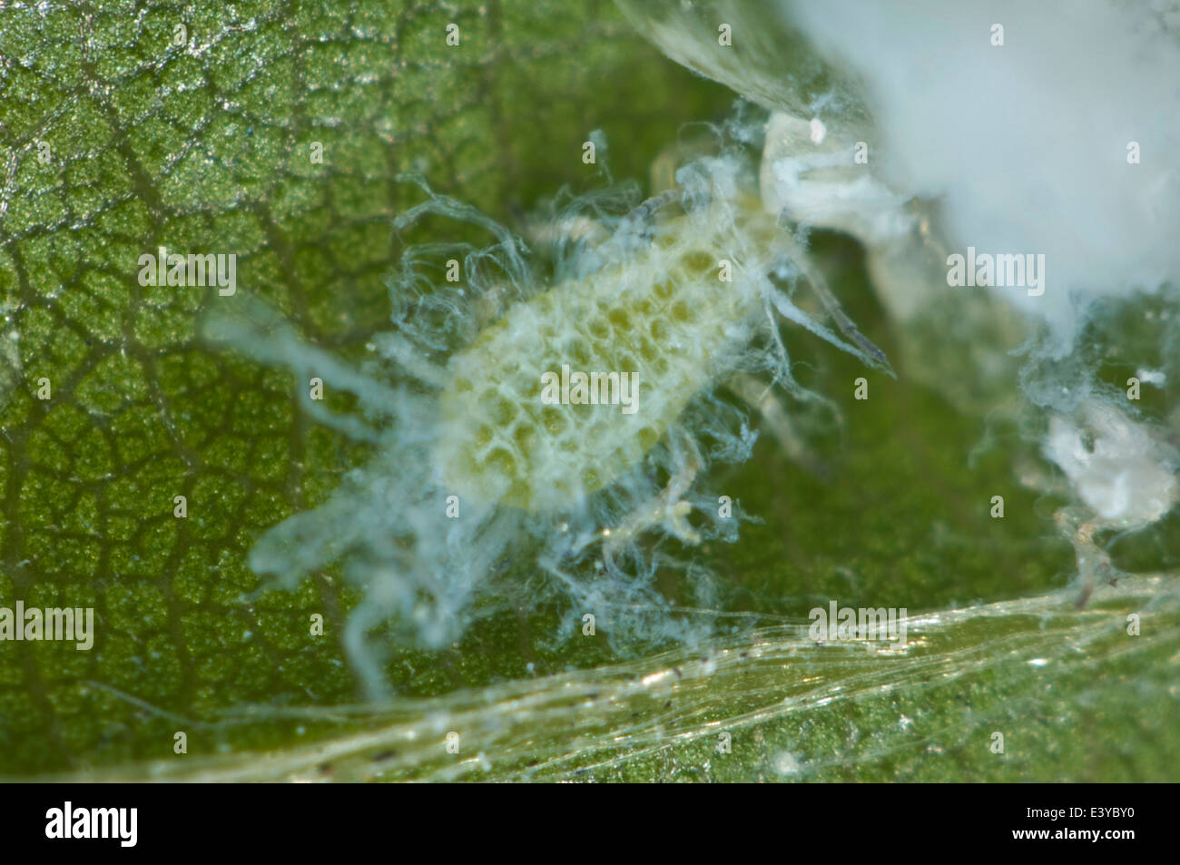 Mikrophotographie von einer unreifen wollig Buche Blattlaus, Phyllaphis Fagi, mit wachsartige Extrusionen bilden Stockfoto