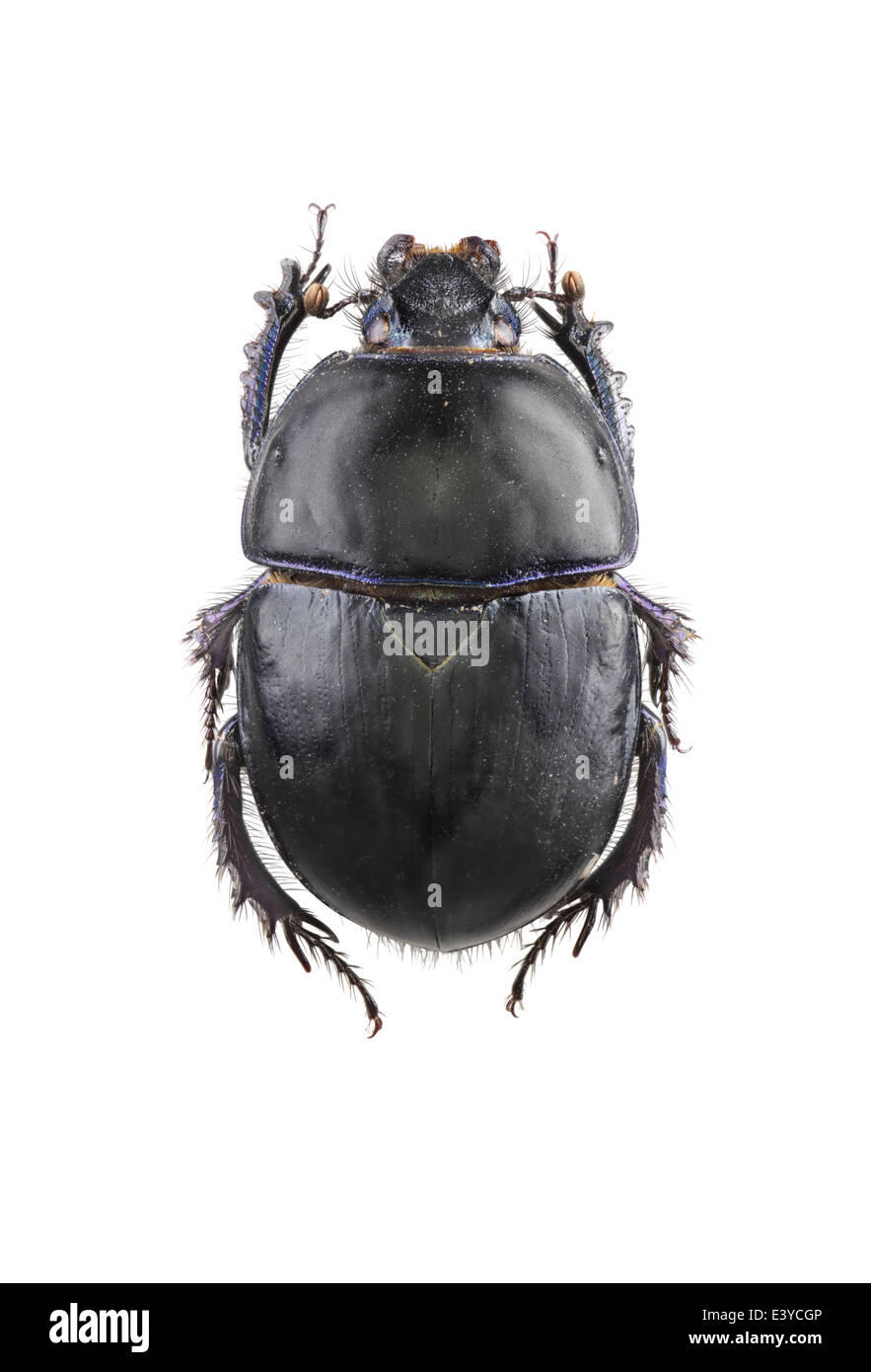 Coleoptera; Geotrupidae; Sericotrupes Niger; Marsham 1802 Stockfoto