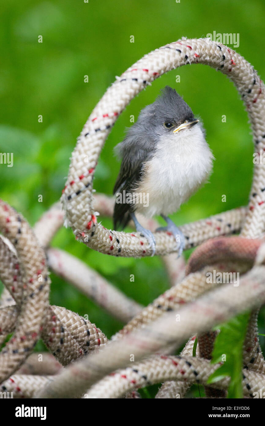 Eine junge Meise Tufted hockt am Kletterseil kurz nach Verlassen des Nestes. Frühjahr 2014. Stockfoto