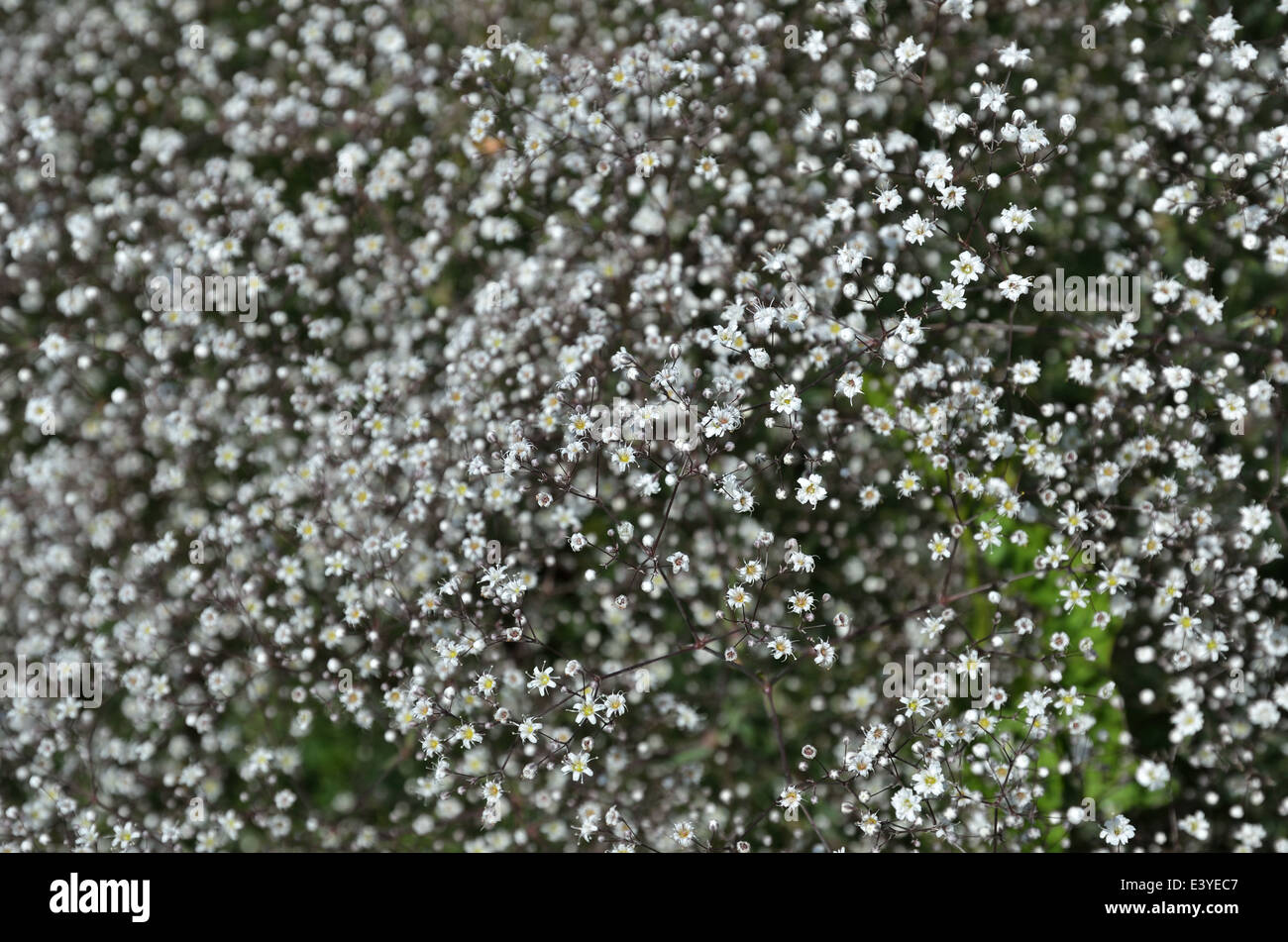 Blühende Blumenbeet von kleinen weißen Blüten Stockfoto