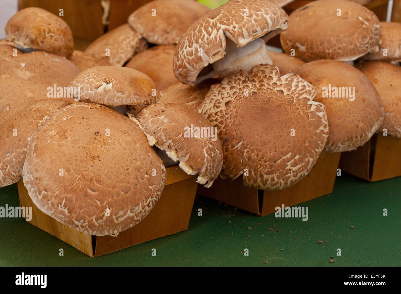 Körbe von Pilzen auf dem Bauernmarkt Stockfoto
