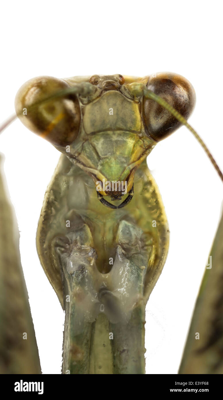 Mantodea; Mantidae; Schodromantis Viridis; Forsskâl 1775; Afrikanische Gottesanbeterin Stockfoto