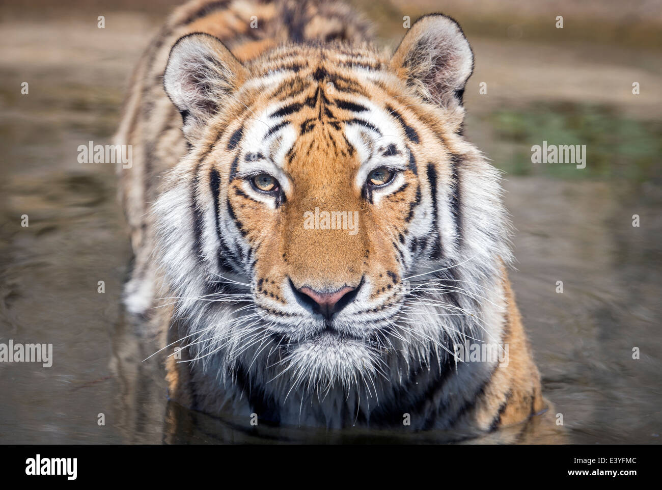 Männliche Amur-Tiger im Wasser, Blick in die Kamera Stockfoto
