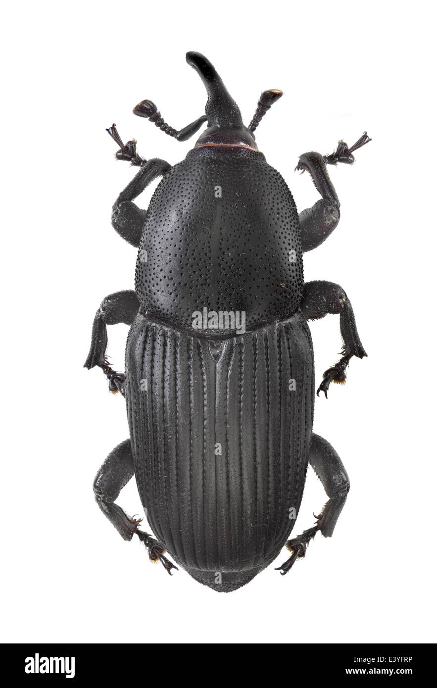 Coleoptera; Curculionidae; Scyrophorus Acupunctatus; Gyllenhaal 1838 Stockfoto