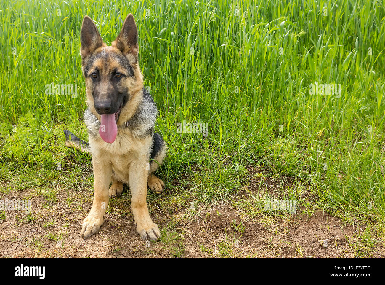 Deutscher Schäferhund Stockfoto