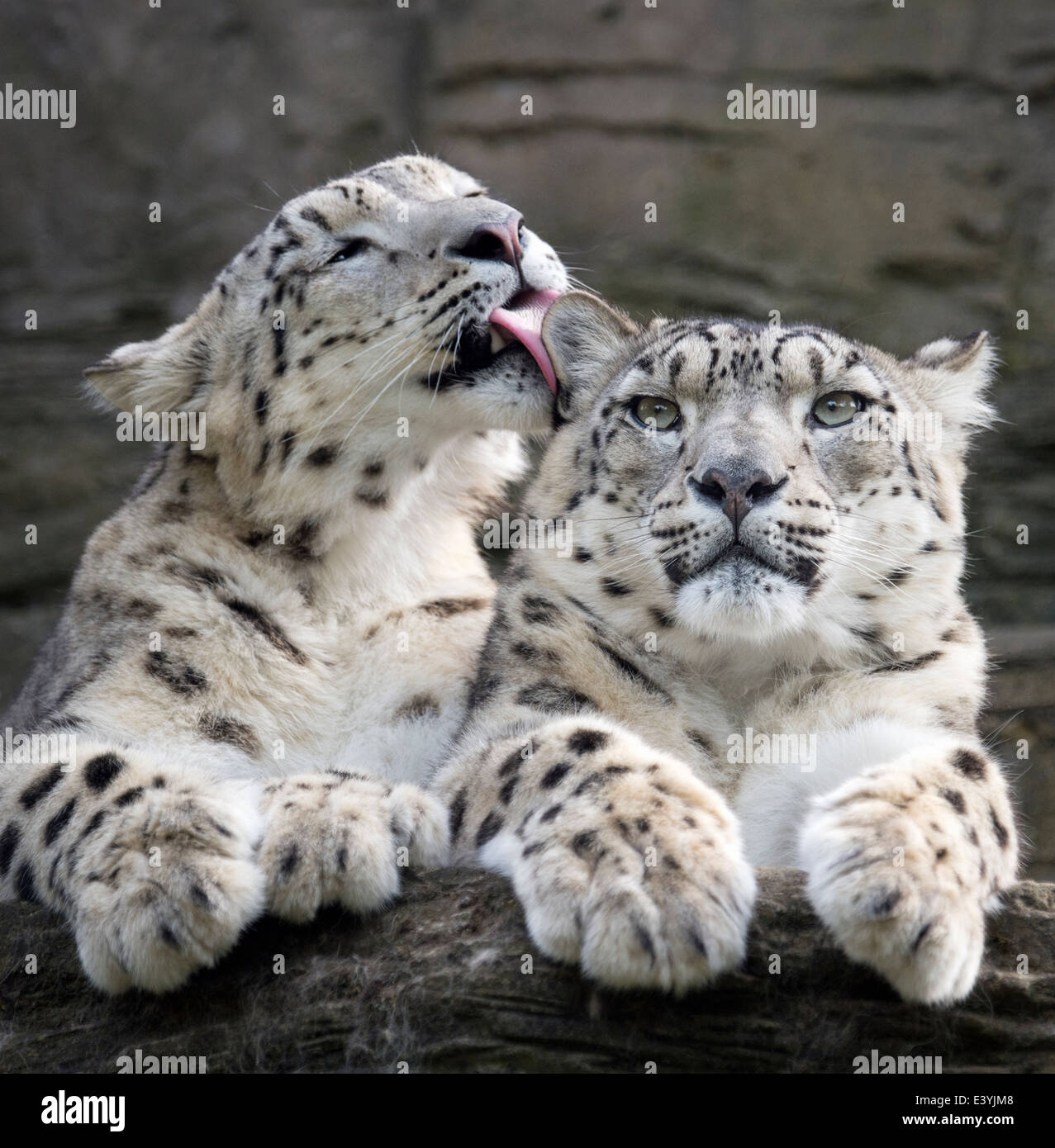 Männliche snow leopard Waschen seiner Mutter Stockfoto