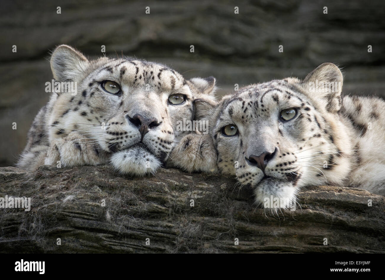 Snow Leopardenmutter und weiblichen Jungtier Stockfoto