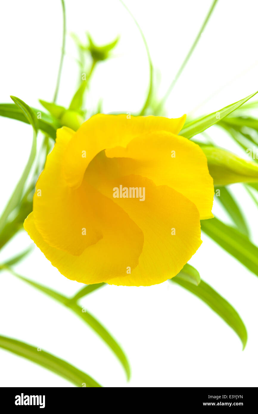 gelber Oleander Blume isoliert auf weiss Stockfoto